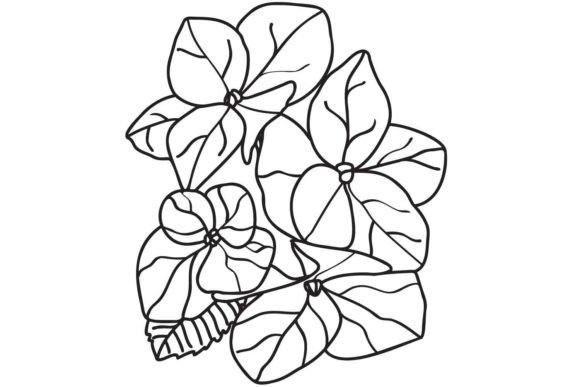 Hydrangea: A Graceful Graphic for Local Brand Elegance